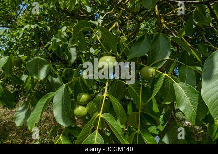 Nahaufnahme von Walnusssamen, die auf einem Baum wachsen, im Herbstsommer England Vereinigtes Königreich GB Großbritannien Großbritannien Großbritannien Großbritannien Großbritannien Stockfoto