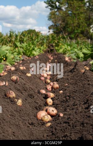 Kartoffelernte auf dem Feld nach der Ernte. Agrarthema, Naturprodukte, ökologischer Landbau, Landwirtschaft, Agrarwirtschaft und Ökologie. Stockfoto
