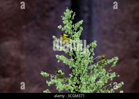 Drei kleine Vögel Gelber Grosschnabel, Grosschnabel, Pheucticus chrysopeplus auf einer grünen Pflanze vor einem verschwommenen braunen Hintergrund. Stockfoto