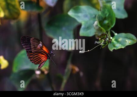 Ein lebendiger Red Cracker (Hamadryas Amphinome) Schmetterling mit orangefarbenen und schwarzen Flügeln schwebt in der Nähe von grünen Blättern. Stockfoto