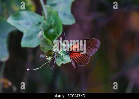 Ein Schmetterling Red Cracker (Hamadryas Amphinome) mit orange und schwarzen Flügeln auf einem grünen Blatt. Stockfoto