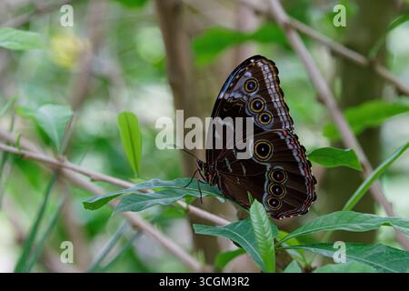 Ein Morpho-Schmetterling (Morpho peleides) Schmetterling mit komplizierten Mustern auf seinen Flügeln auf einem grünen Blatt. Stockfoto