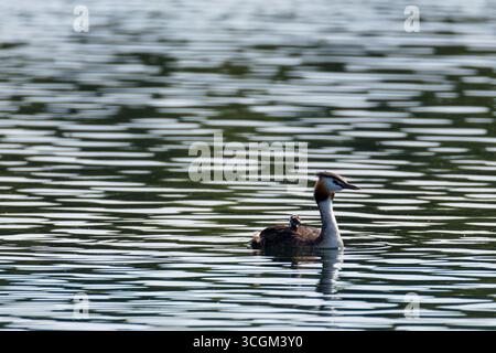 Ein toller Haubenvogel (Podiceps cristatus) schwimmt mit einem Küken in ihren Federn auf einem See. Stockfoto