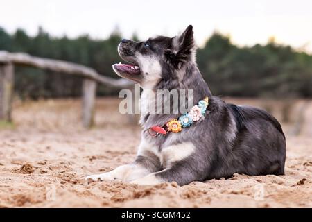 Niedliche französische Bulldog x Sibirische Husky-Hundemischung mit Paracord-Blumenhalsband auf Sand liegend Stockfoto