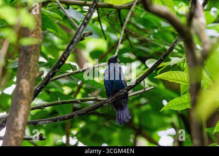 Ein kleiner, dunkelblauer asiatischer Vogel (Irena Puella), der auf einem Ast sitzt, umgeben von üppig grünen Blättern. Stockfoto
