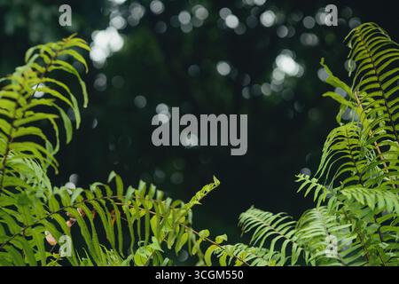 Frische grüne Farnsträucher mit dunklem Waldbokeh-Hintergrund Stockfoto