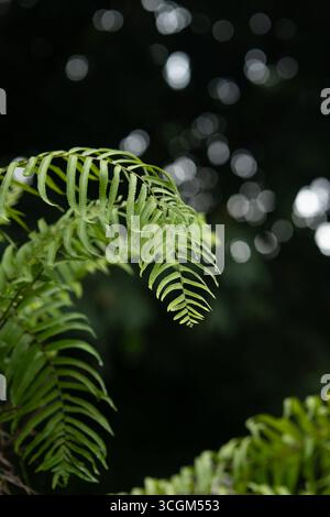 Grüne hängende Farnblätter mit dunklem Bokeh-Hintergrund Stockfoto