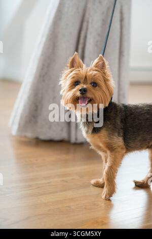 Happy Yorkshire Terrier an der Leine, drinnen auf Holzboden Stockfoto