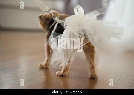 Yorkshire Terrier trägt weißes Tüllkleid an der Leine drinnen Stockfoto