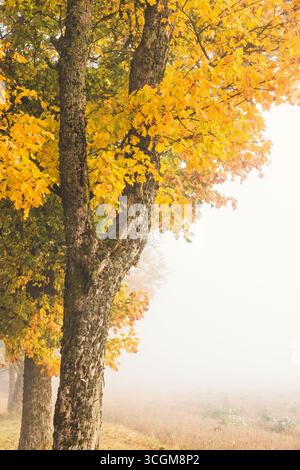 Herbstlaub auf den Bäumen bei einem Feld an einem nebeligen Herbsttag auf dem Land Stockfoto