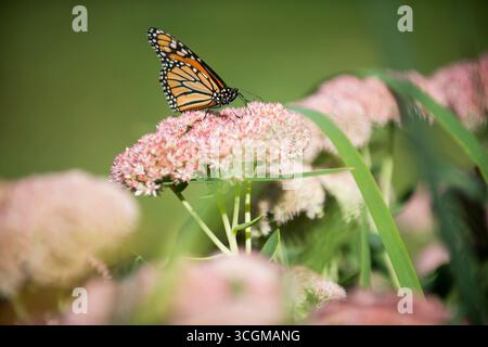 Monarchschmetterling auf rosa Blumenhaufen Stockfoto