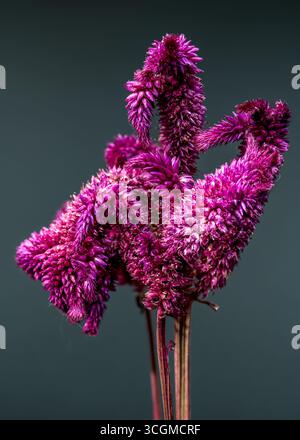 Samtig rosa Celosia Blumen in einem Cluster, Studio-Aufnahme Stockfoto