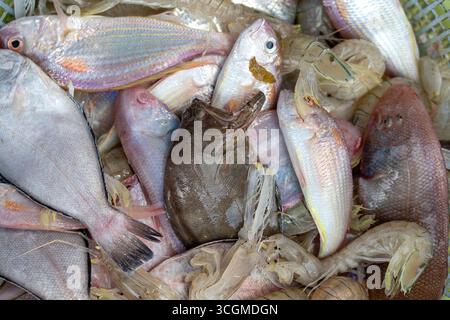 Frische Garnelen und Fisch auf dem Straßenmarkt in Thailand. Meeresfrüchte-Konzept. Rohe Garnelen zum Kochen, Nahaufnahme Stockfoto