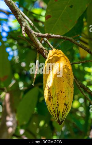 Gelbe Kakaobohne auf dem Baum in Indonesien, in der Nähe von Stockfoto