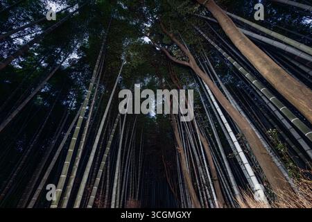 Im Arashiyama Bamboo Forest, Kyoto, erstrecken sich die hoch aufragenden Stämme bis in den frühen Himmel, während gekrümmte Bäume den Rhythmus brechen Stockfoto