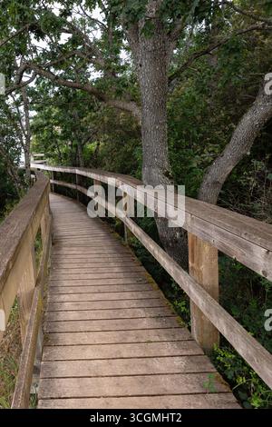 Holzsteg mit Geländer in einer natürlichen Parklandschaft. Erhöhter Holzsteg führt in üppig grünen Regenwald, Öko-Pfad für Wanderer. Wanderweg Stockfoto