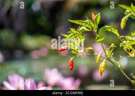 Rote Chilischote in der Gartenbauwirtschaft ist Chilischote Frucht von Pflanzen der Gattung Capsicum. Bio-rote Pfefferfrucht in der Gartenbauwirtschaft o Stockfoto