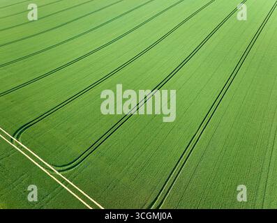 Drohnenansicht eines grünen Maisfeldes mit Traktorspuren in Baden-Württemberg Stockfoto