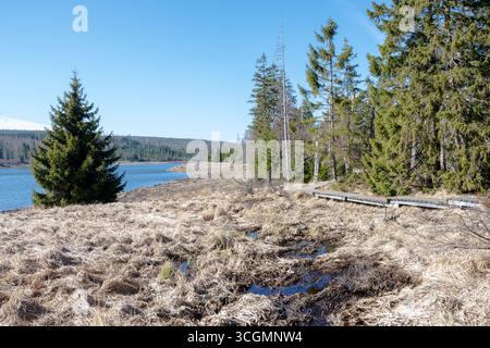 Ein klarer See erstreckt sich über die Landschaft, umgeben von trockenen Küstenbereichen und offenen Fichtenwäldern. Ein schmaler Holzsteg führt durch die Landschaft Stockfoto