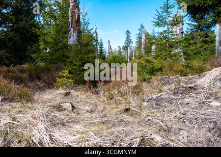 Junger Nadelwald mit toten Baumstämmen in natürlicher Landschaft Stockfoto