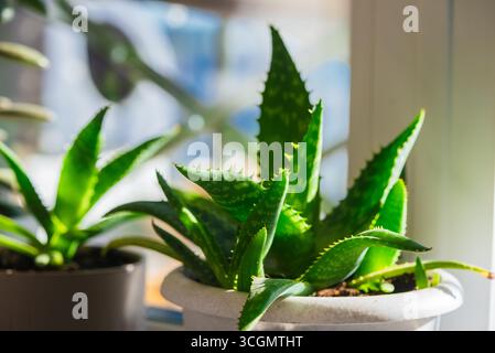 Hellgrüne Aloe Vera Pflanze blüht in einem weißen Topf auf einer sonnendurchfluteten Fensterbank und verschönert Innenräume mit einem erfrischenden Hauch von Natur und fördert eine gesunde Atmosphäre Stockfoto