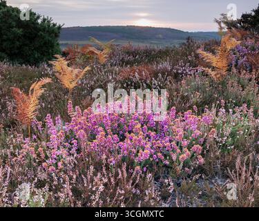 Leuchtendes Rosa und Flieder in voller Blüte über das Heidegebiet des New Forest, mit sanftem Abendlicht und fernen grünen Hügeln, die einen ruhigen Sommer-lan schaffen Stockfoto