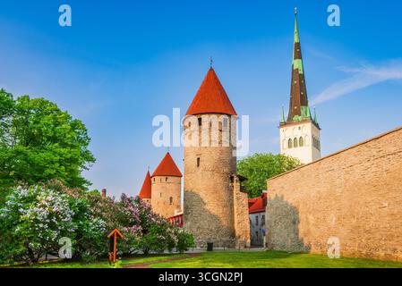 Die Altstadt von Tallinn, Estland, eines der am besten erhaltenen Systeme mittelalterlicher Befestigungen in Europa Stockfoto