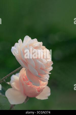Zarte rosa Rosenblüte blüht im Garten, Nahaufnahme Makroaufnahme mit weichen Blütenblättern und grünem Hintergrund. Stockfoto