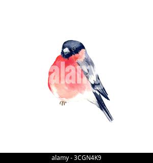 Aquarellfarbe roter und schwarzer Bullfink Vogel, handgezeichnete Skizze des fliegenden Tieres in der Tierwelt, saisonaler Vogel, isoliert auf weißem Hintergrund, Winterillustrat Stockfoto