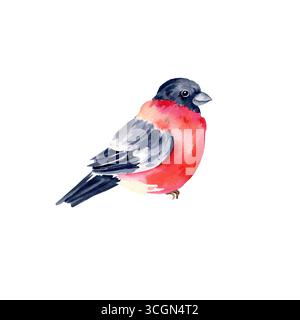 Aquarellfarbe roter und schwarzer Bullfink Vogel, handgezeichnete Skizze des fliegenden Tieres in der Tierwelt, saisonaler Vogel, isoliert auf weißem Hintergrund, Winterillustrat Stockfoto