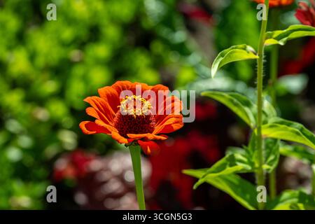 Peruanische Zinnia. Zinnia peruviana (L.) L. im deutschen Armblütige Zinnie Stockfoto