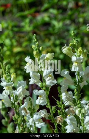 Weißes Antirhinum graniticum rothm. Die Blüten des Drachen oder Antirrhinum majus, der gewöhnliche snapdrache, ist eine Art blühender Pflanzenbelon Stockfoto