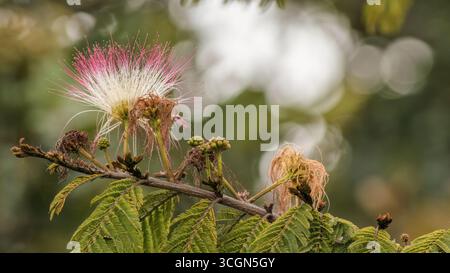 Die einzigartige Blume des Puderblätternbaums vor einem unscharfen Hintergrund, gefangen in einem Garten in den östlichen Andengebirgen in Zentral-Kolumbien, Stockfoto