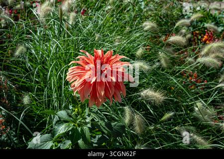 Wunderschöne rosafarbene Blüten von Dahlia cultorum Thorsrud & Reisaeter, Nahaufnahme. Stockfoto
