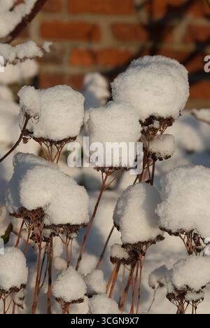Getrocknete Blumen stehen in einem Garten, deren Spitzen von weichem, weißem Schnee bedeckt sind, während eines ruhigen Winterabends, während das Sonnenlicht sanft verblasst. Stockfoto