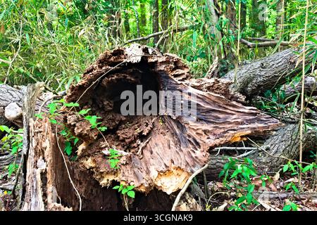 Ein umgestürzter Baum zeigt einen hohlen Stamm, während er von lebhaften grünen Plänen in einem Wald umgeben ist. Stockfoto