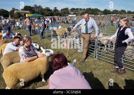 Ich beurteile eine Reihe von Cheviot-Schafen, Reeth Show, North Yorkshire Stockfoto