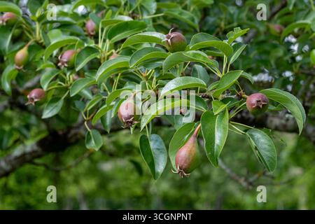 Birnen Reifen auf dem Baum im Obstgarten. Stockfoto