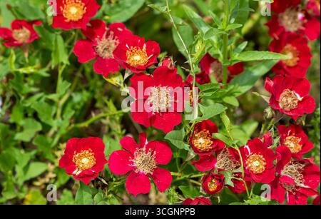 Rote Miniaturrosen, die im Sonnenlicht leuchten. Stockfoto