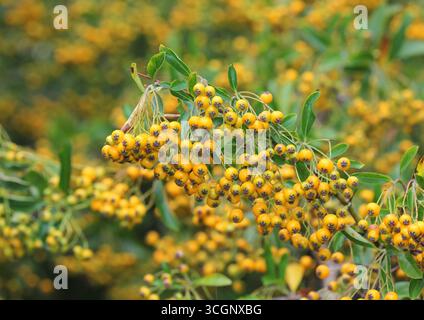 Eine Nahaufnahme der gelben Beeren von Pyracantha, Firethorn, im Spätsommer. UK. Stockfoto