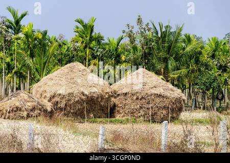 Strohhaufen mit Kokospalmen im Hintergrund - Eine typische indische ländliche Szene Stockfoto
