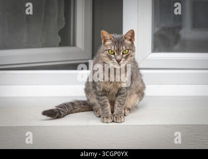Eine Tabbykatze mit gelb braunem Fell, schwarz gestreift, sitzt auf einer weißen Fensterbank und blickt geradeaus Stockfoto