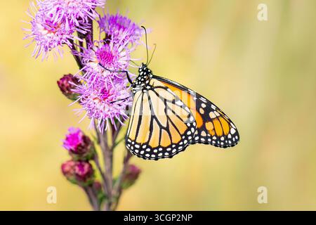 Gefährdete Spezies Danaus plexippus lepidoptera, die den Nektar für eine Listris-Blüte mit Kopierraum ernährt Stockfoto