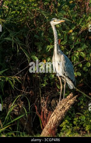 Malmesbury, Wiltshire - Ein Reiher ist ein großer, langbeiniger, langschnabeliger Watvogel, der leicht an seinem grauen Rücken, seinem weißen Hals und Kopf zu erkennen ist Stockfoto