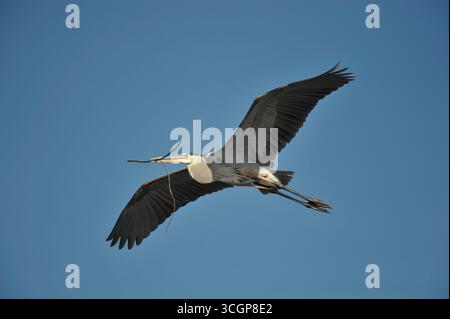 Großer blauer Reiher im Flug mit Nistmaterial Stockfoto