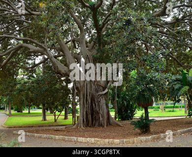Ficus Macrophylla, alias Moreton Bay Fig oder Australian Banyan. Ein Banyan-Baum mit einem riesigen Baldachin und Luftwurzeln, die zum Boden absteigen und zusätzliche Stämme bilden Stockfoto