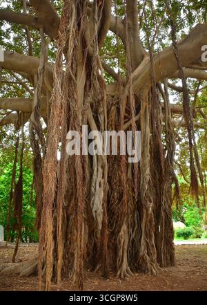 Ficus Macrophylla, alias Moreton Bay Fig oder Australian Banyan. Ein Banyan-Baum mit einem riesigen Baldachin und Luftwurzeln, die zum Boden absteigen und zusätzliche Stämme bilden Stockfoto
