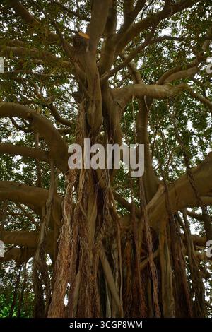 Ficus Macrophylla, alias Moreton Bay Fig oder Australian Banyan. Ein Banyan-Baum mit einem riesigen Baldachin und Luftwurzeln, die zum Boden absteigen und zusätzliche Stämme bilden Stockfoto