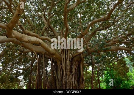 Ficus Macrophylla, alias Moreton Bay Fig oder Australian Banyan. Ein Banyan-Baum mit einem riesigen Baldachin und Luftwurzeln, die zum Boden absteigen und zusätzliche Stämme bilden Stockfoto
