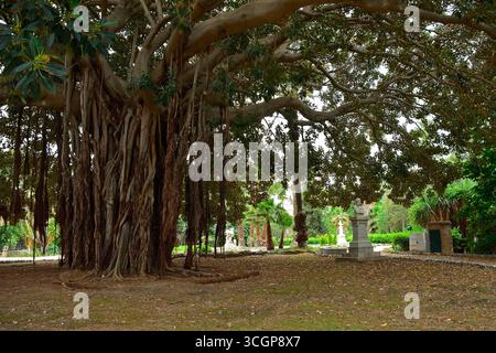 Ficus Macrophylla, alias Moreton Bay Fig oder Australian Banyan. Ein Banyan-Baum mit einem riesigen Baldachin und Luftwurzeln, die zum Boden absteigen und zusätzliche Stämme bilden Stockfoto